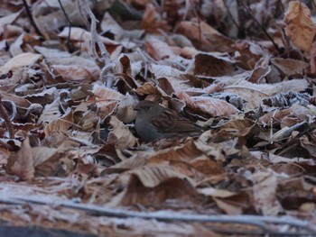 Japanese Accentor 北杜市 Sat, 12/30/2023