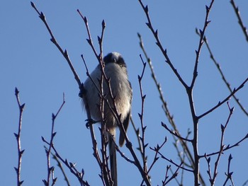 Long-tailed Tit 都築中央公園 Mon, 12/25/2023