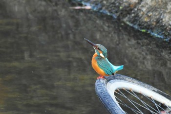 カワセミ 大阪市内 2023年12月31日(日)