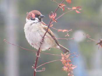 Eurasian Tree Sparrow 甲子園浜(兵庫県西宮市) Sun, 12/31/2023