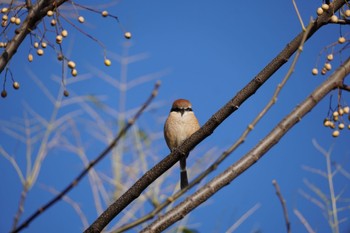 Bull-headed Shrike Osaka Tsurumi Ryokuchi Sat, 12/23/2023