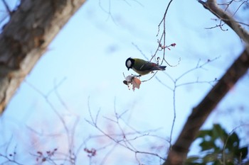 Japanese Tit Osaka Tsurumi Ryokuchi Sat, 12/23/2023