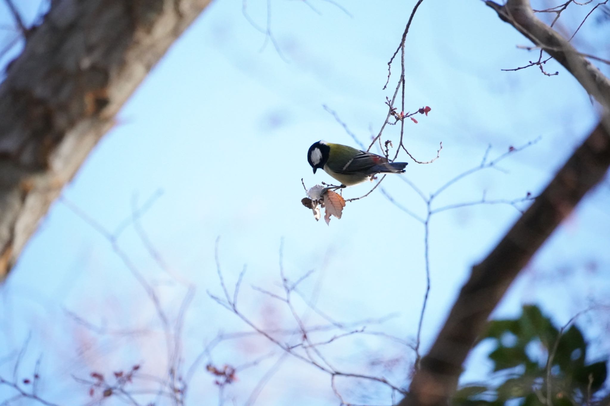 Photo of Japanese Tit at Osaka Tsurumi Ryokuchi by プーヤン