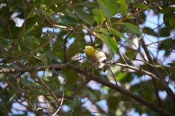 Warbling White-eye Osaka Tsurumi Ryokuchi Sat, 12/23/2023