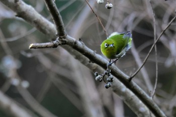 メジロ 島田中央公園 2023年12月31日(日)