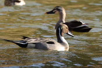 オナガガモ 島田中央公園 2023年12月31日(日)