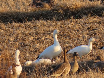 Snow Goose Izunuma Thu, 12/28/2023