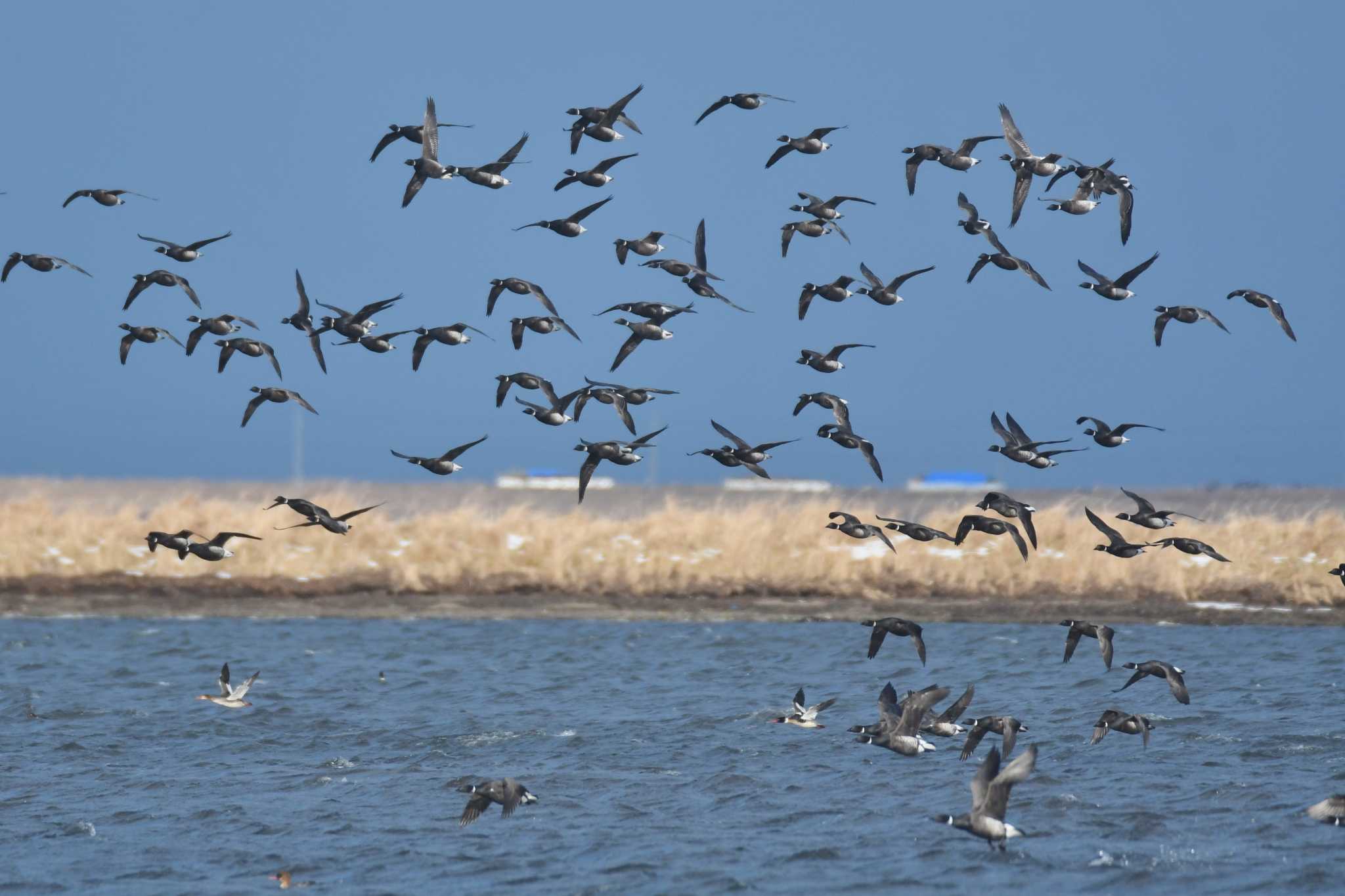 Brant Goose