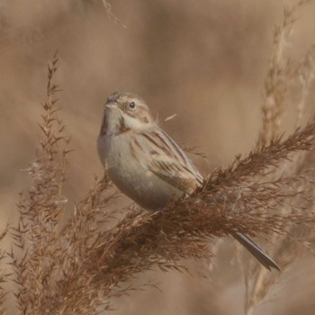 Pallas's Reed Bunting Unknown Spots Tue, 1/2/2024