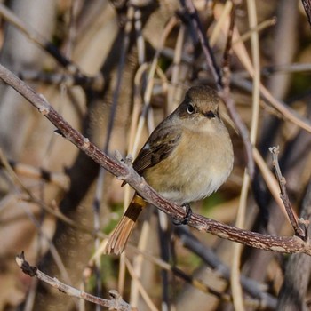 Daurian Redstart Unknown Spots Tue, 1/2/2024