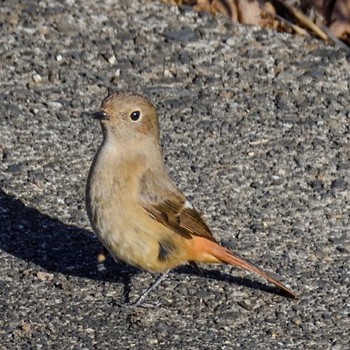 Daurian Redstart Unknown Spots Tue, 1/2/2024