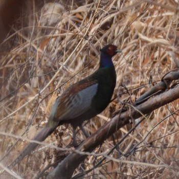 Green Pheasant Unknown Spots Tue, 1/2/2024