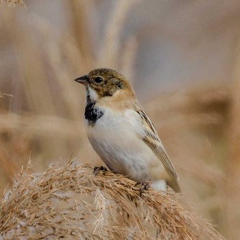 Pallas's Reed Bunting Unknown Spots Tue, 1/2/2024