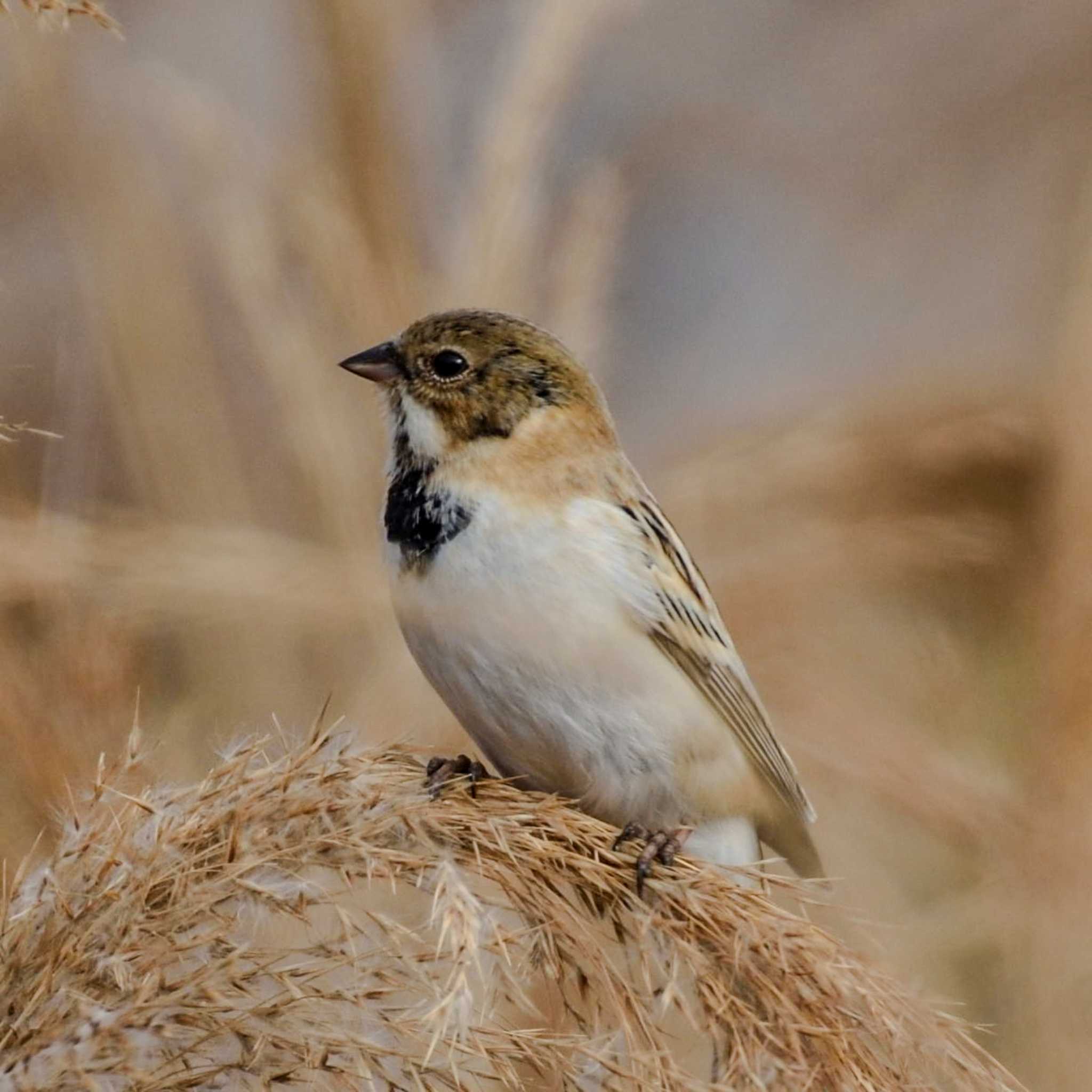 Photo of Pallas's Reed Bunting at  by Mr.Quiet