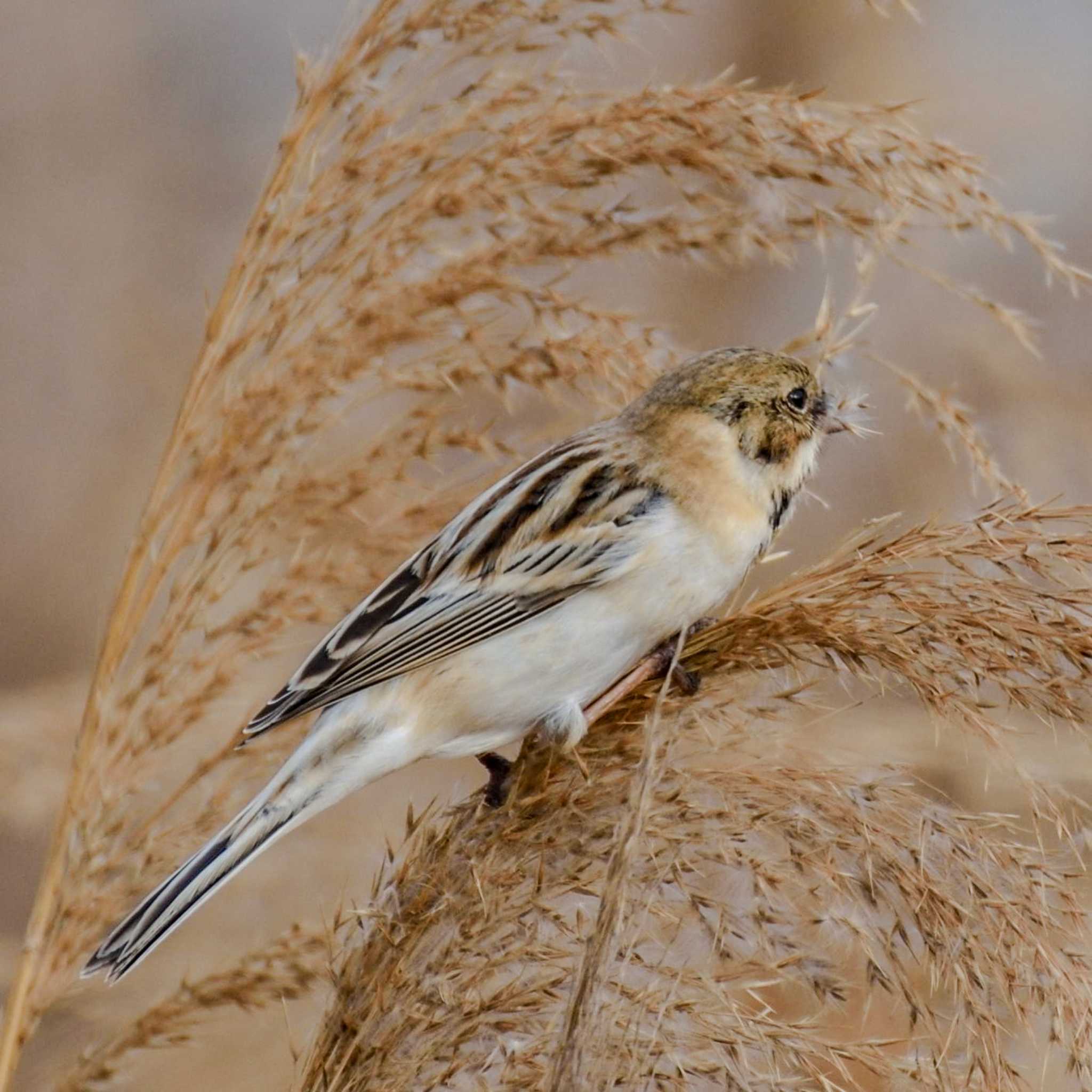 Photo of Pallas's Reed Bunting at  by Mr.Quiet