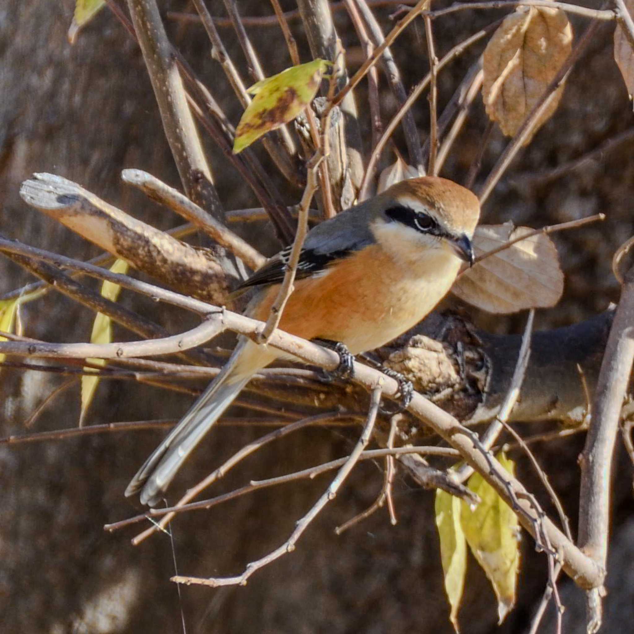 Photo of Bull-headed Shrike at  by Mr.Quiet