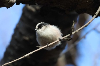 2024年1月2日(火) こども自然公園 (大池公園/横浜市)の野鳥観察記録