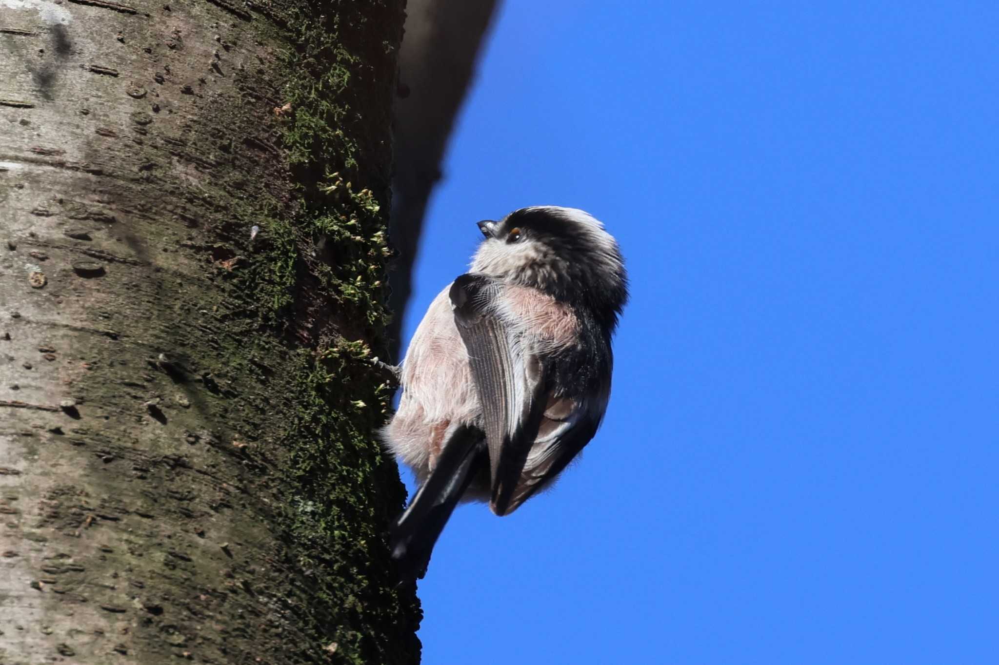 こども自然公園 (大池公園/横浜市) エナガの写真 by ぼぼぼ