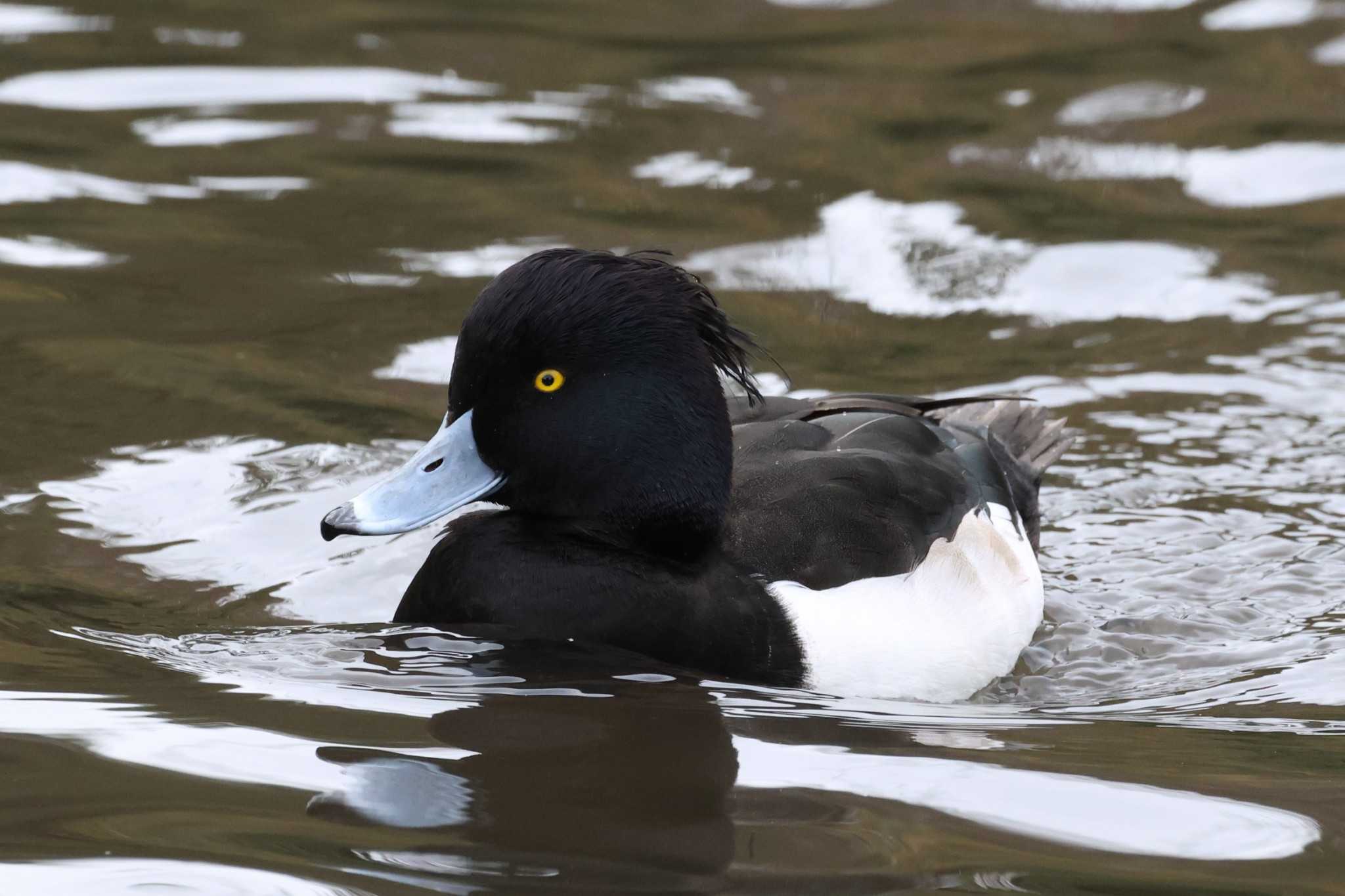 こども自然公園 (大池公園/横浜市) キンクロハジロの写真 by ぼぼぼ