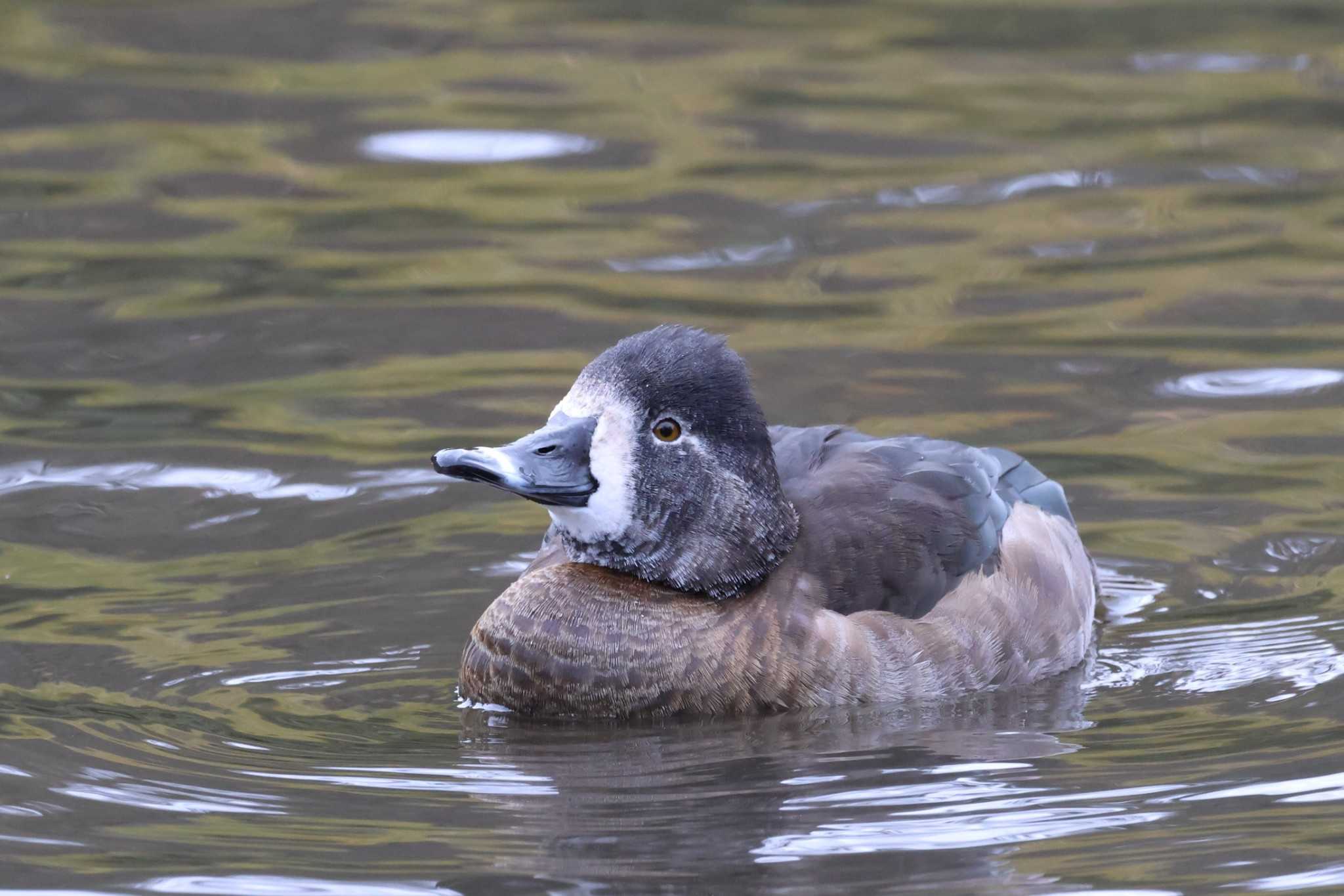 こども自然公園 (大池公園/横浜市) クビワキンクロの写真