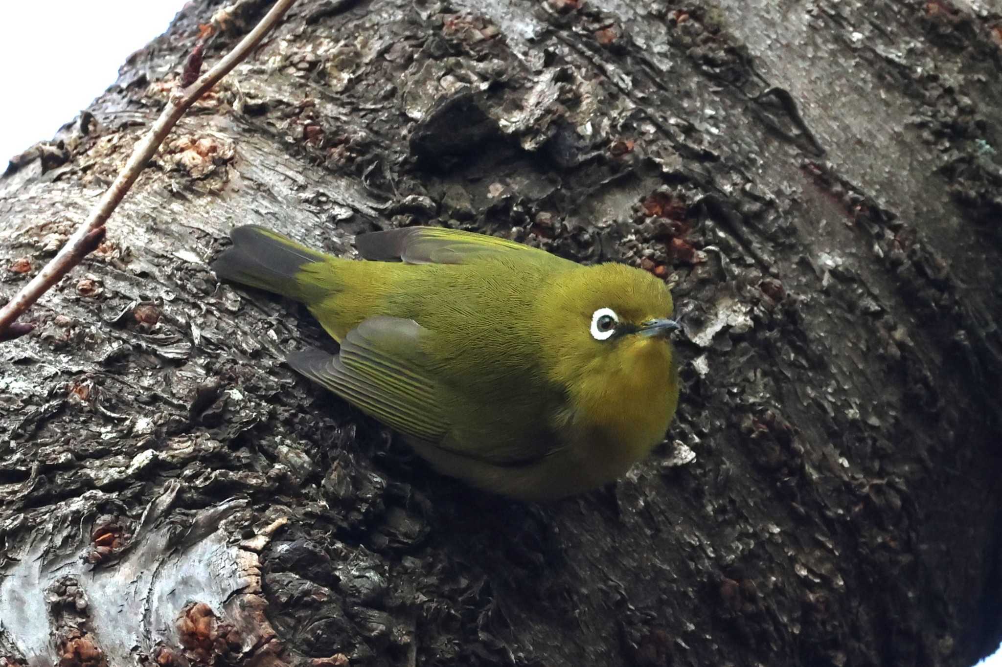 こども自然公園 (大池公園/横浜市) メジロの写真