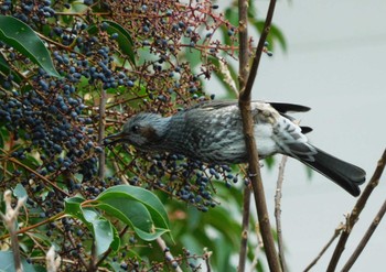 Tue, 1/2/2024 Birding report at 平和の森公園、妙正寺川