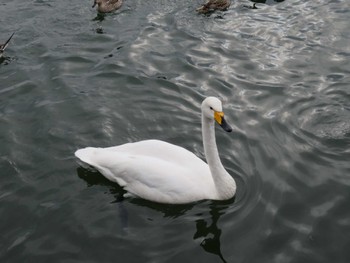 Whooper Swan 高松の池 Sun, 12/31/2023