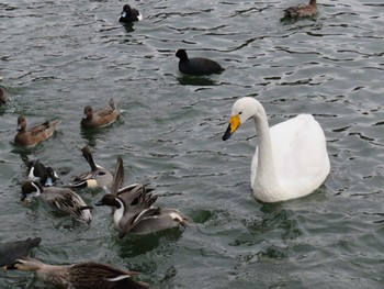 Whooper Swan 高松の池 Sun, 12/31/2023