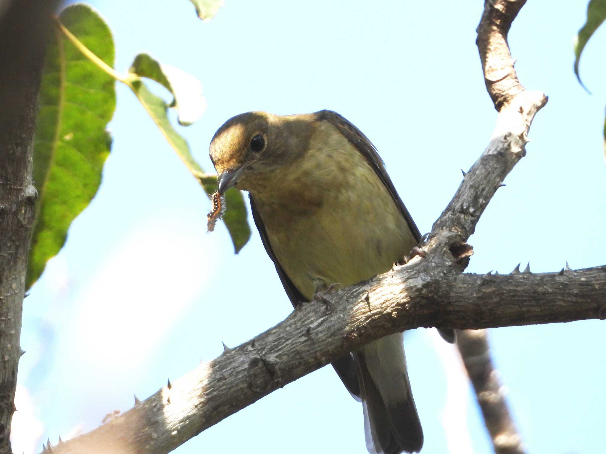 Photo of Narcissus Flycatcher at 兵庫県神戸市西区 by 禽好き