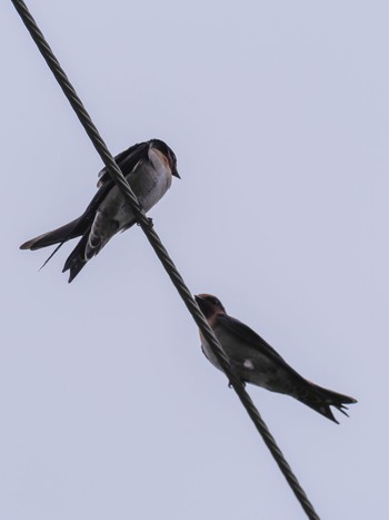 Pacific Swallow 戸口漁港(奄美大島) Thu, 12/28/2023