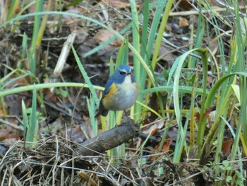 Red-flanked Bluetail くろんど園地 Tue, 1/2/2024