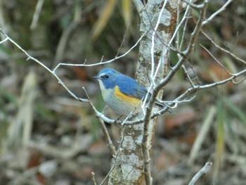 Tue, 1/2/2024 Birding report at くろんど園地