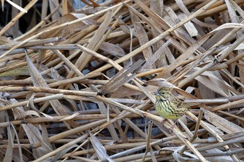 Masked Bunting 甲府市 Tue, 1/2/2024