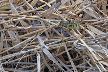 Masked Bunting 甲府市 Tue, 1/2/2024