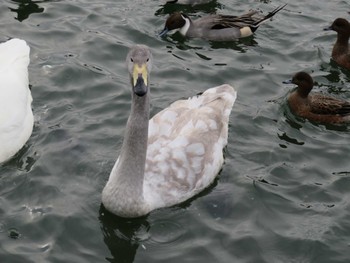 Whooper Swan 高松の池 Sun, 12/31/2023