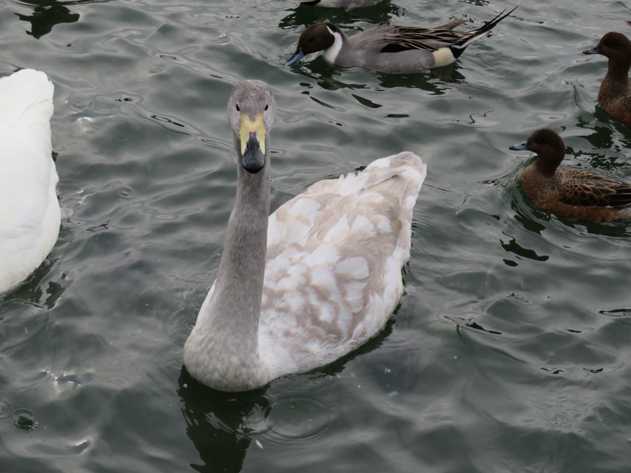 カメラ目線の幼鳥さん