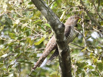 Oriental Cuckoo Akigase Park Sat, 10/21/2023