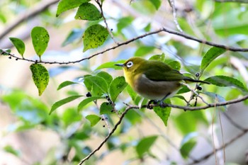 2024年1月2日(火) 春日井三山(愛知県)の野鳥観察記録