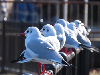 ユリカモメ 城北公園 2024年1月2日(火)