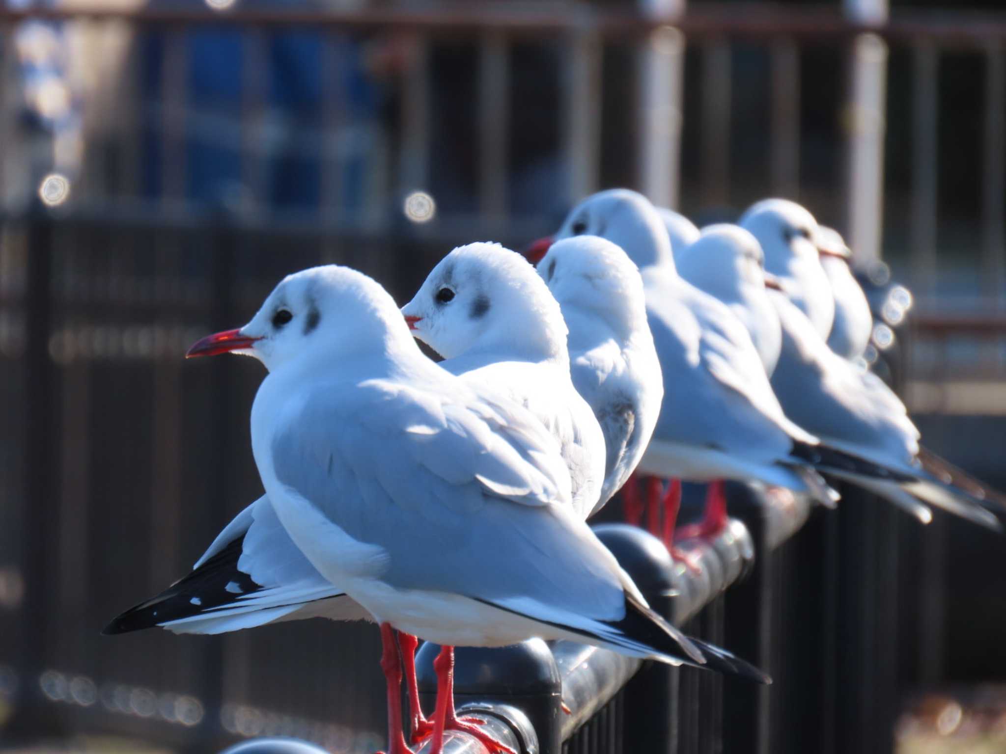 Black-headed Gull