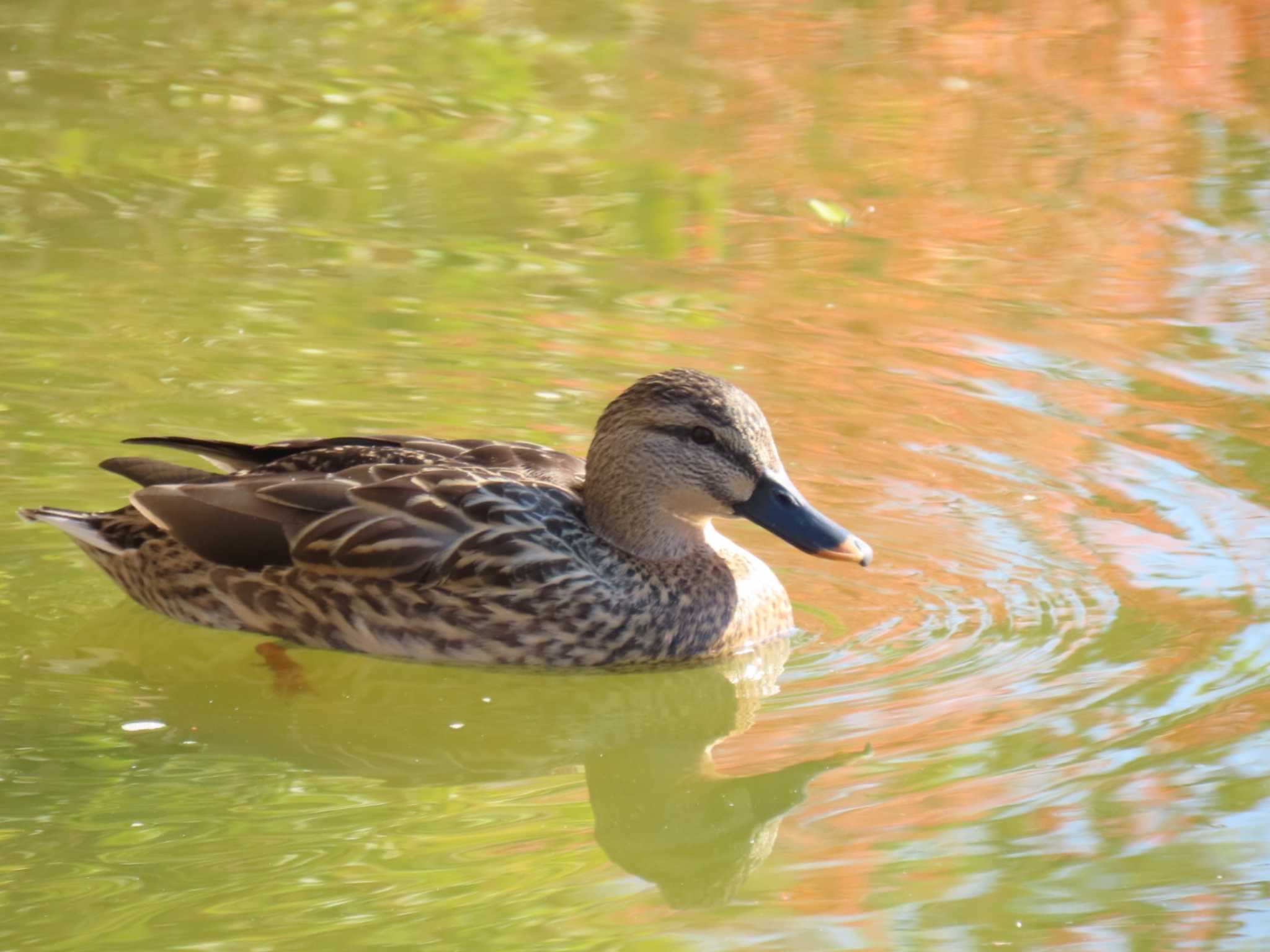 Eastern Spot-billed Duck