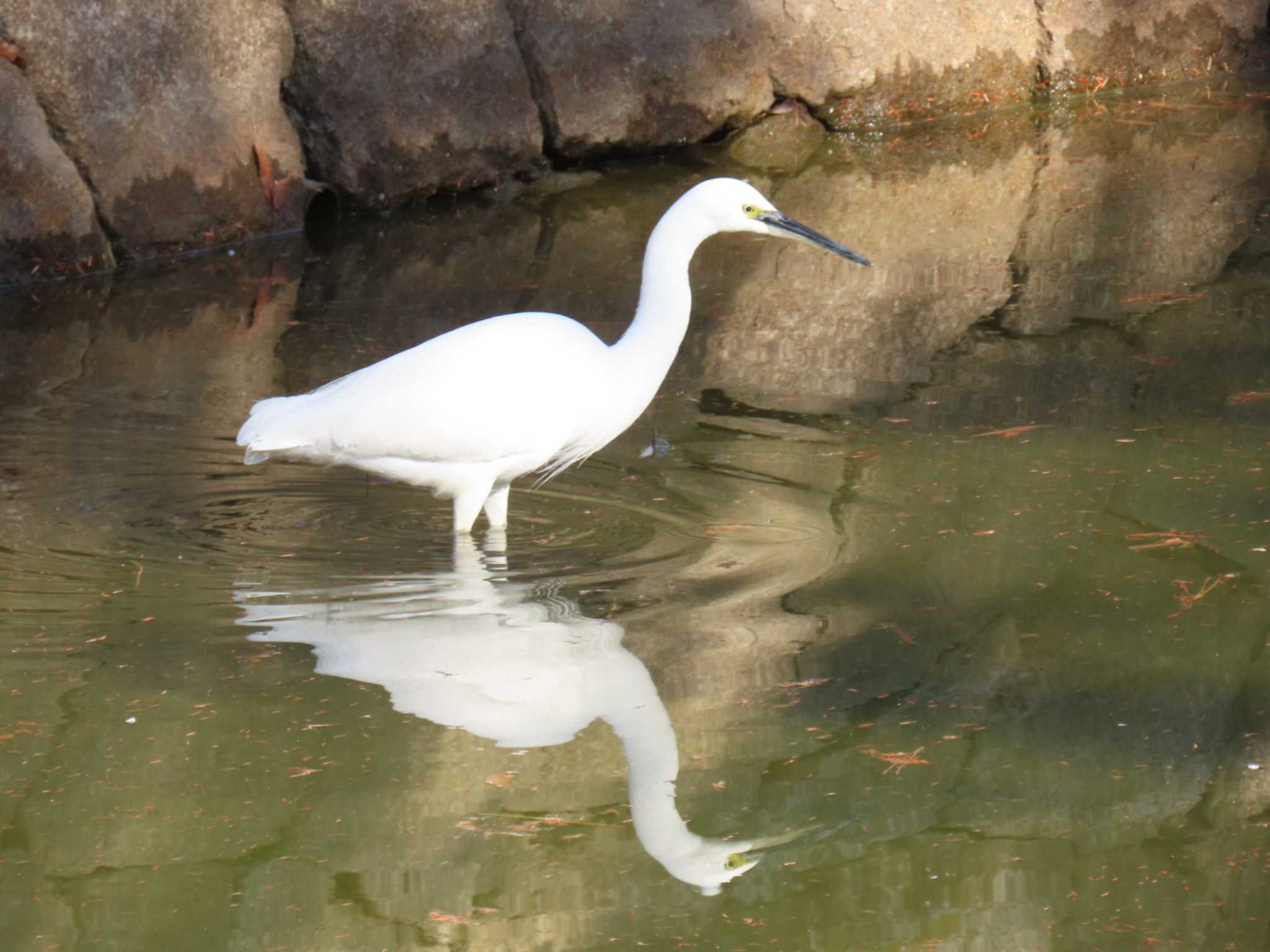 Photo of Little Egret at 城北公園 by れもん