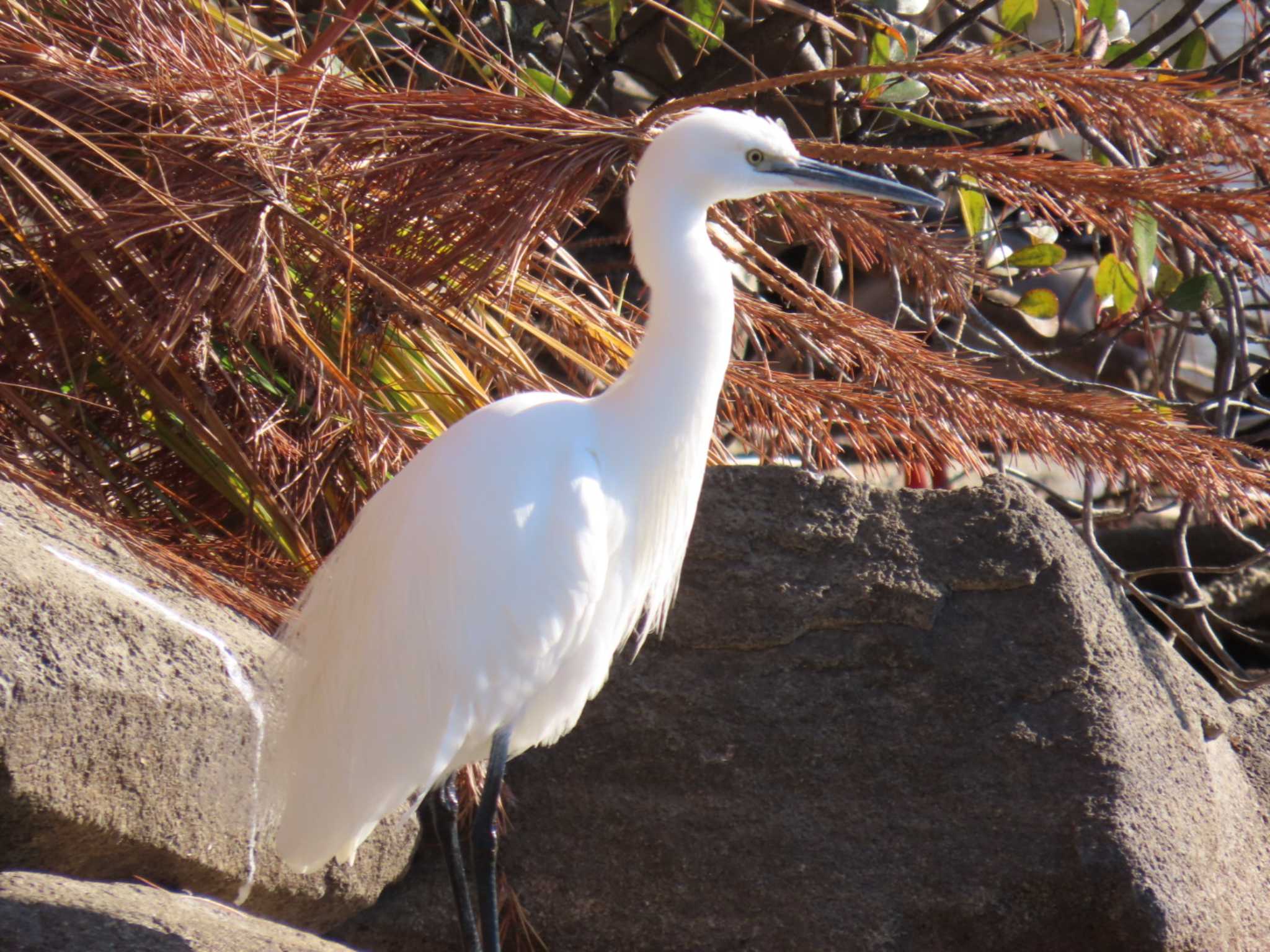 Little Egret