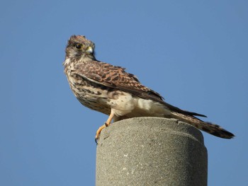 Common Kestrel 兵庫県神戸市西区 Sat, 10/27/2018