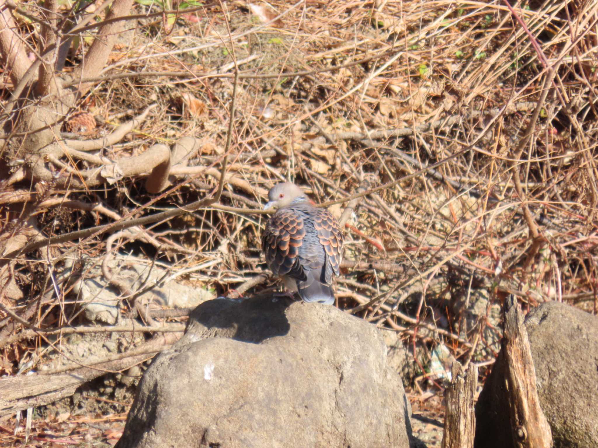 Oriental Turtle Dove