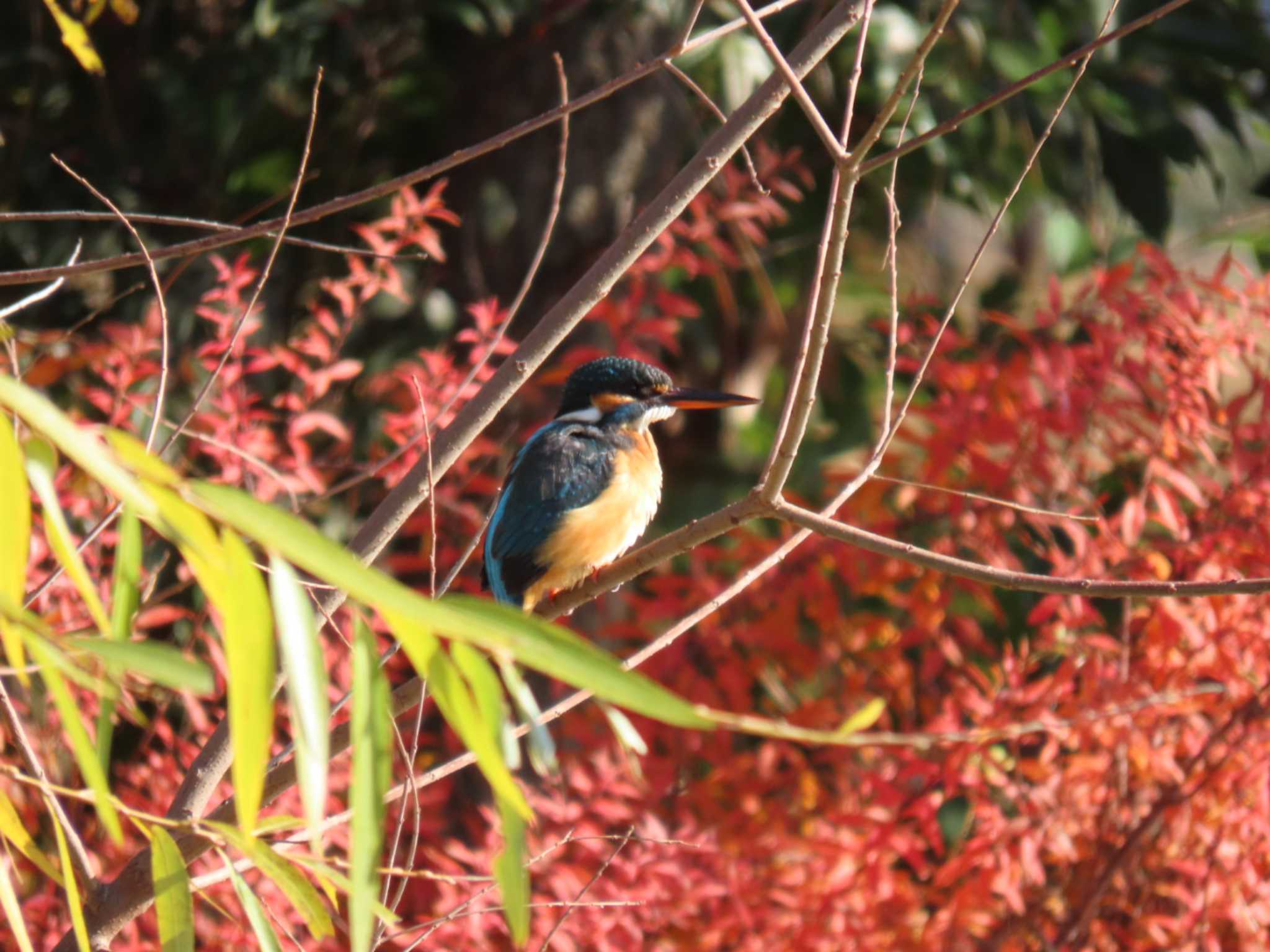 Common Kingfisher