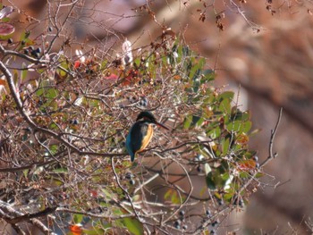 カワセミ 城北公園 2024年1月2日(火)