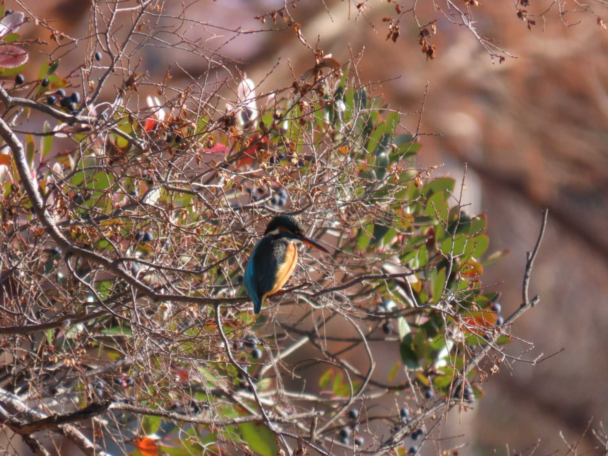 Common Kingfisher