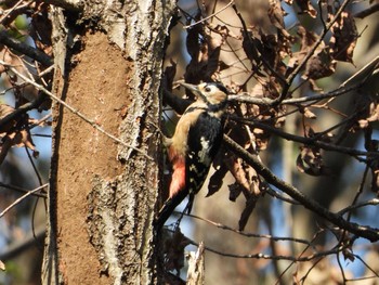 2018年10月28日(日) 兵庫県明石市の野鳥観察記録