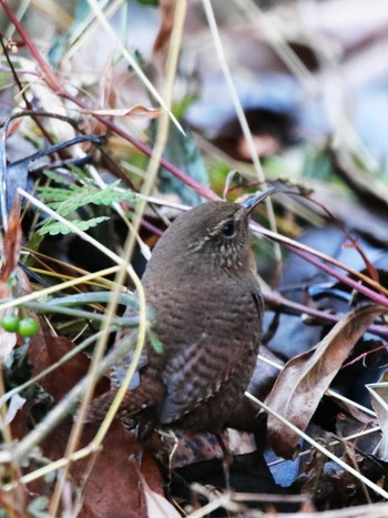 Tue, 1/2/2024 Birding report at 各務野自然遺産の森